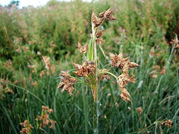 Scirpus lacustris