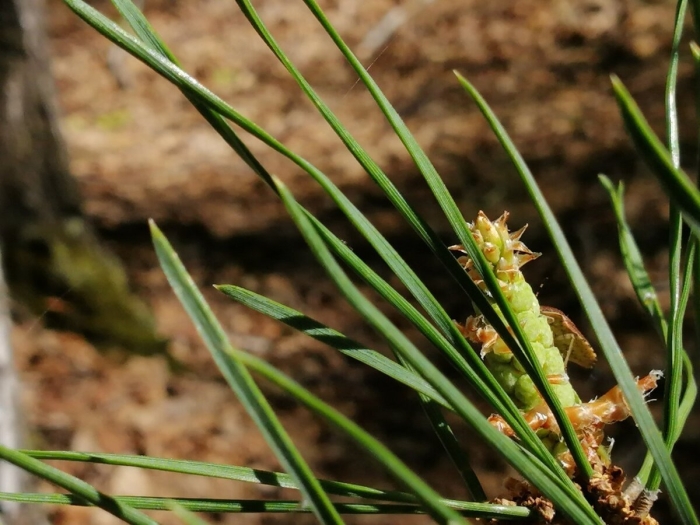 Сосна обыкновенная pinus sylvestris