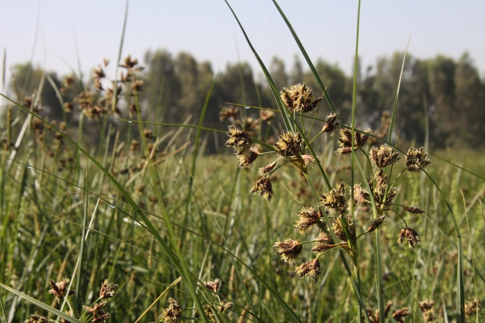 Bolboschoenus maritimus