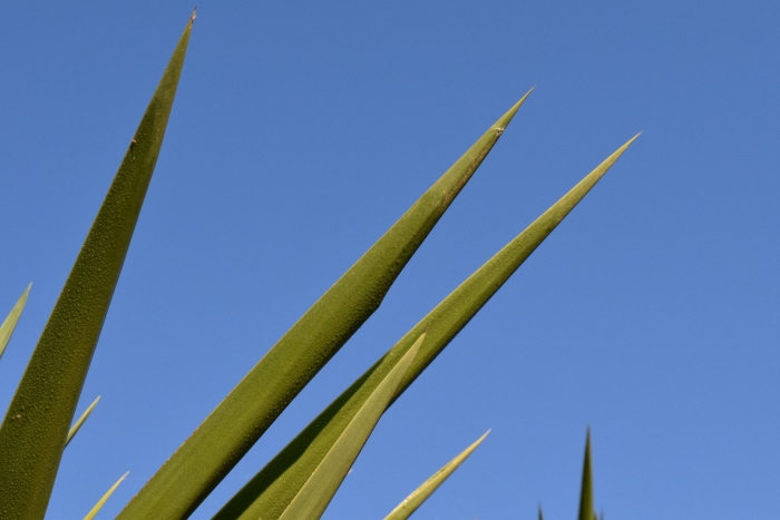 Yucca guatemalensis