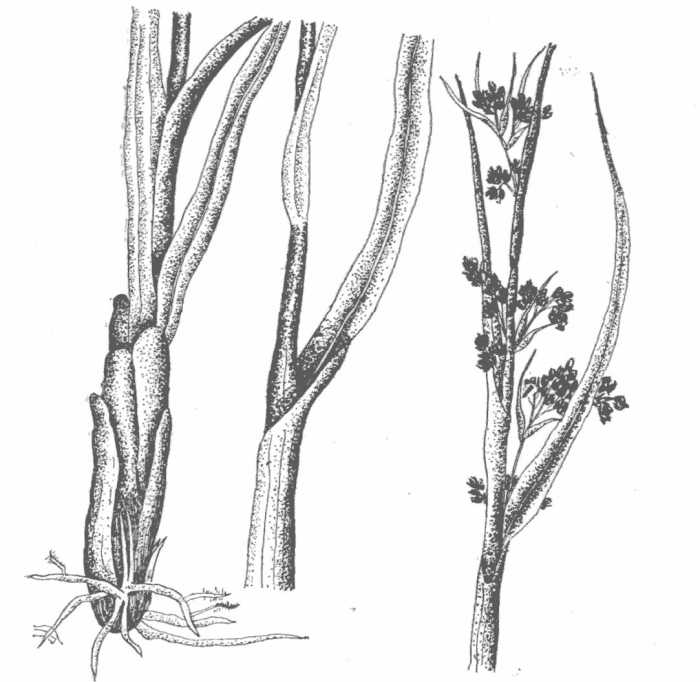 Меч-трава обыкновенная красная книга