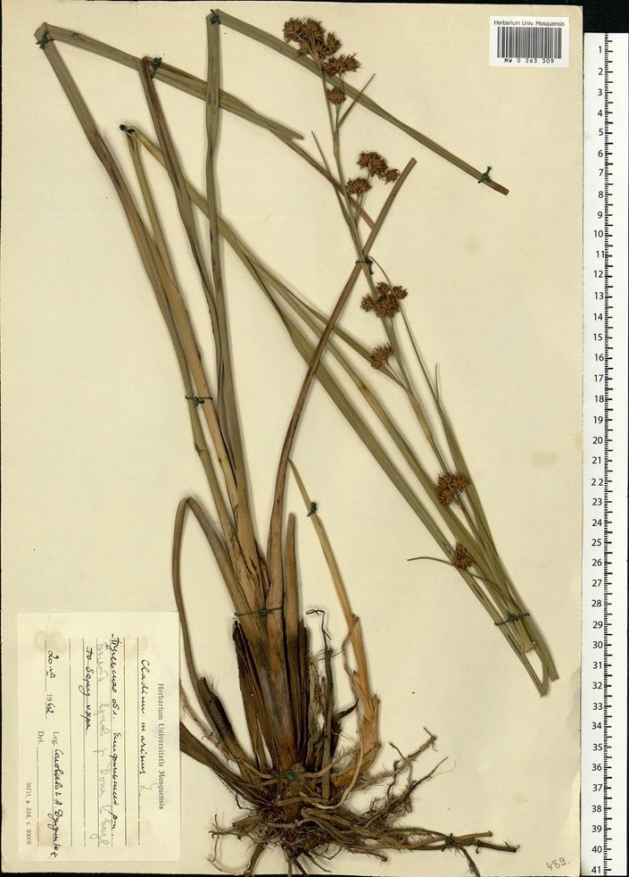 Меч-трава обыкновенная - cladium mariscus