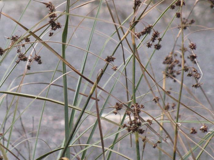 Схеноплектус озёрный (камыш озёрный)