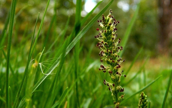 Plantago major
