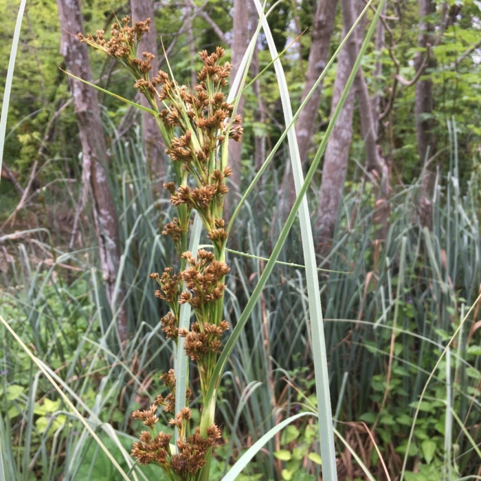 Меч-трава обыкновенная - cladium mariscus