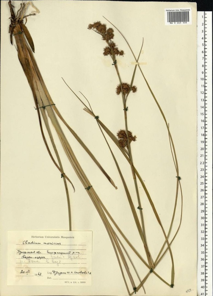 Ситник скученный juncus conglomeratus