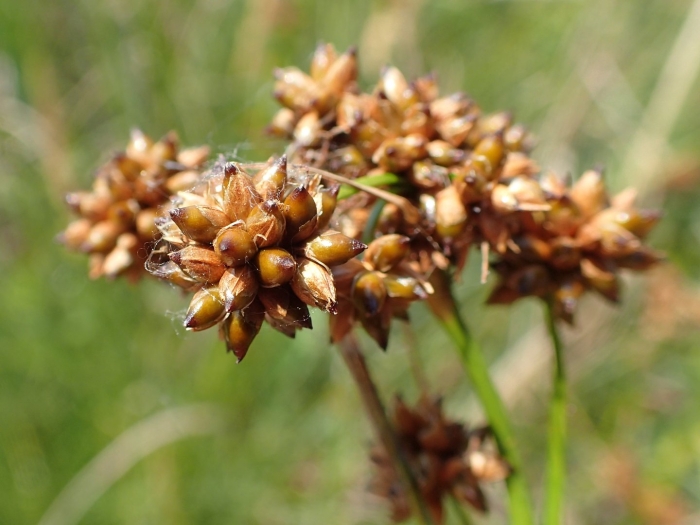 Juncus conglomeratus