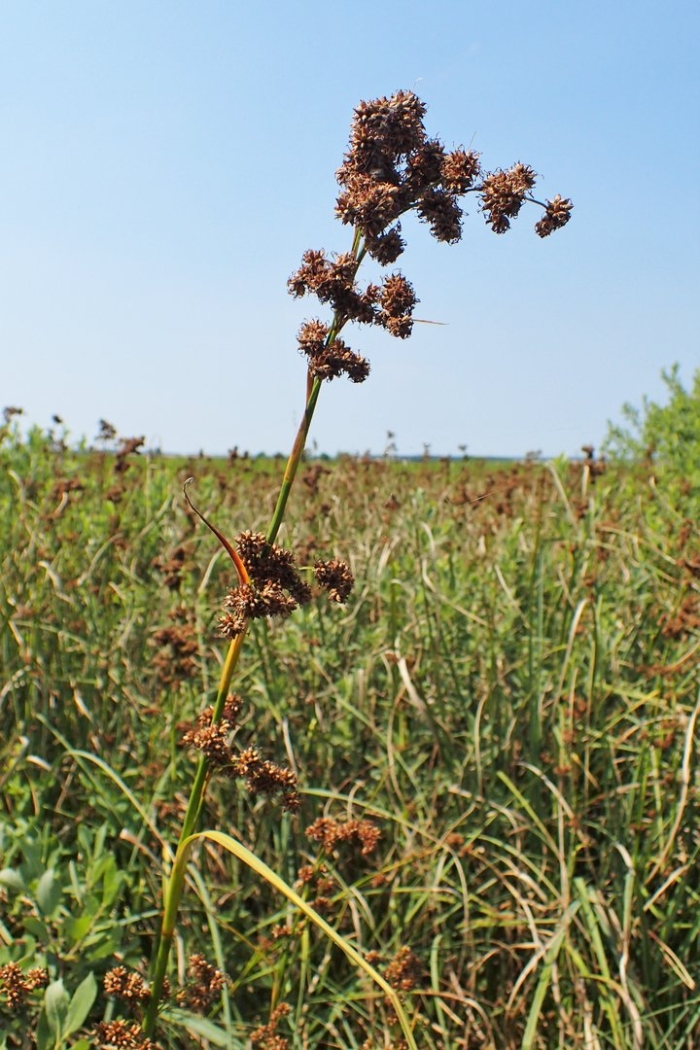 Меч-трава обыкновенная - cladium mariscus
