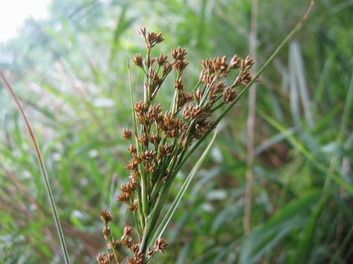 Ситник сплюснутый juncus compressus