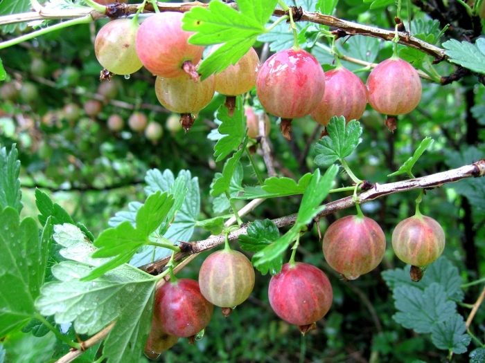 Крыжовник сеянец лефора