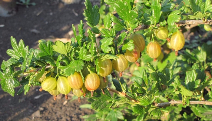 Крыжовник куршу дзинтарс