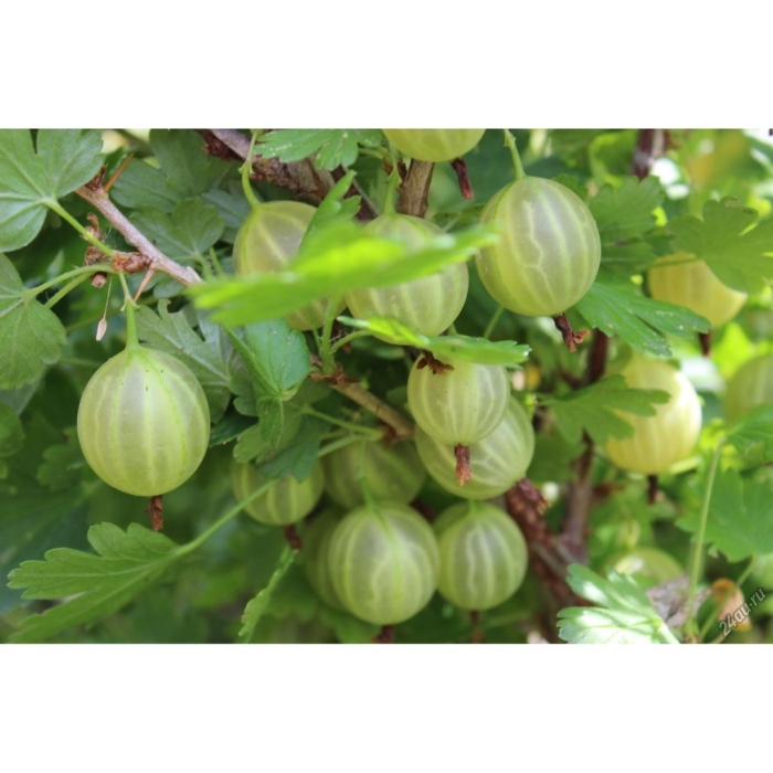 Крыжовник шалун