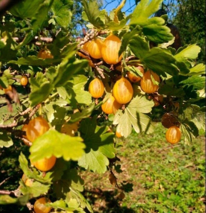 Крыжовник бесшипный медовый