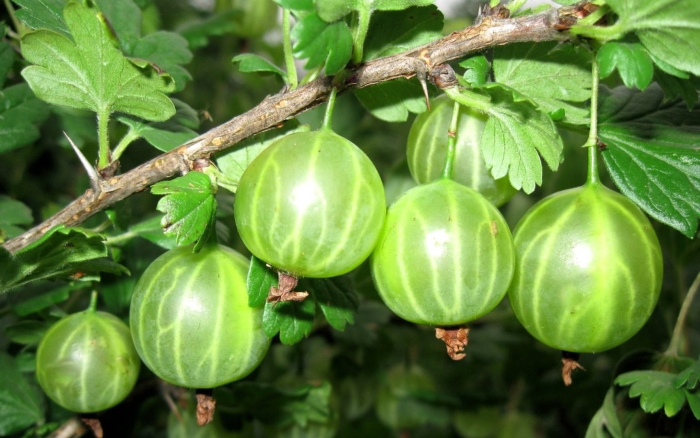 Крыжовник зеленый