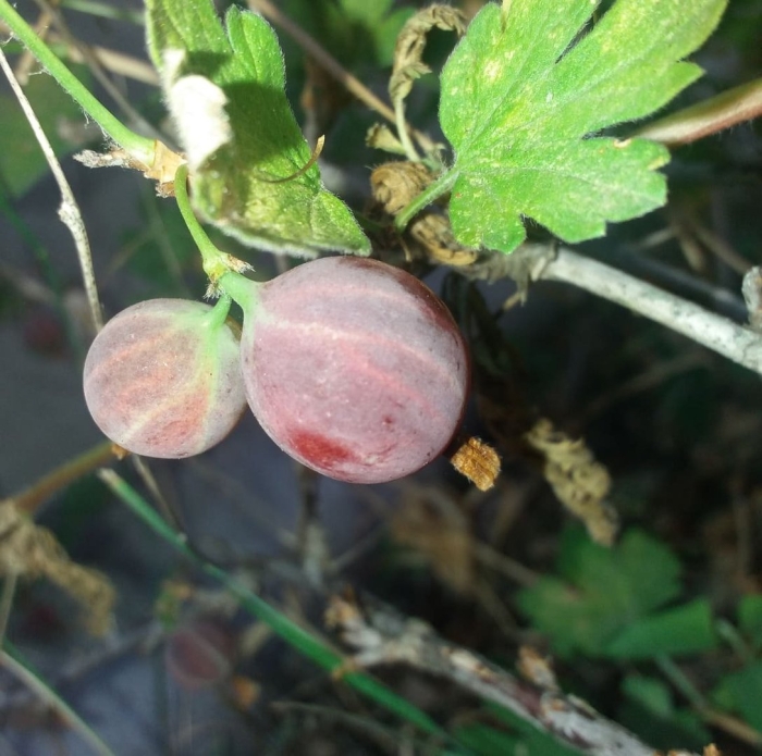 Крыжовник буреинский