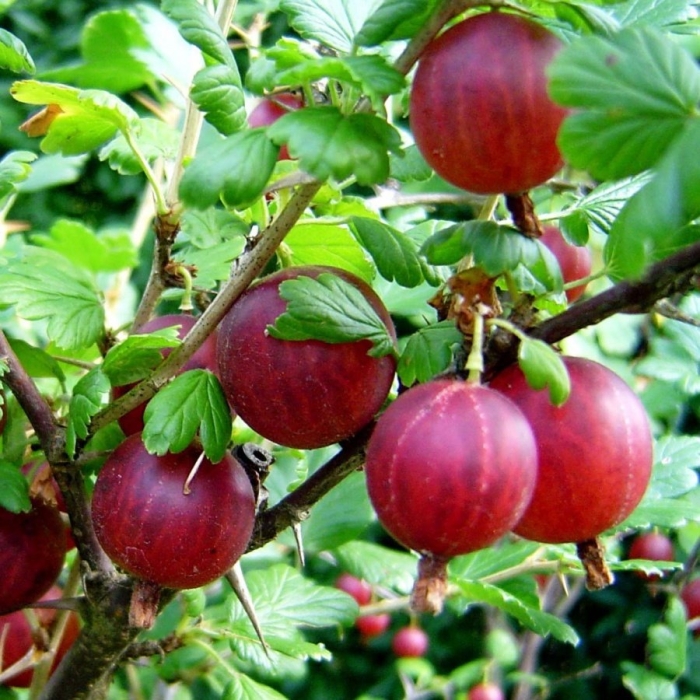 Крыжовник краснославянский куст