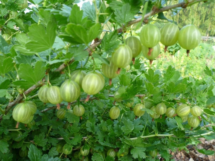 Крыжовник европейский куст