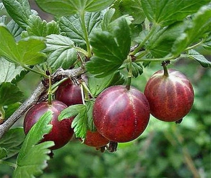 Крыжовник серенада