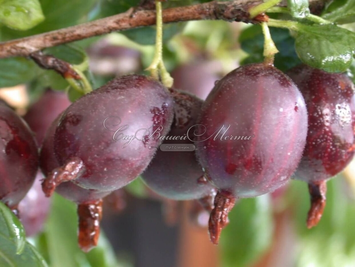 Крыжовник финик