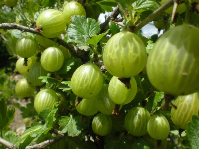 Крыжовник бесшипный малахит