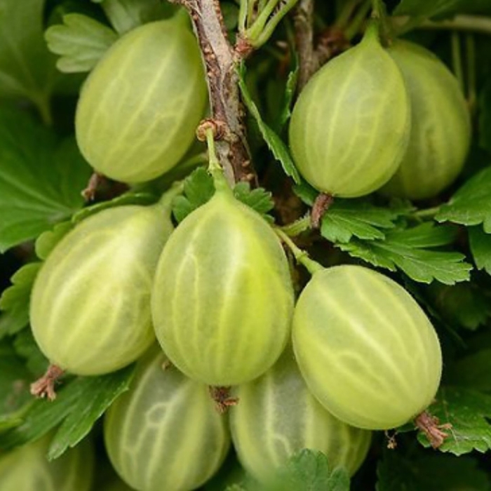 Крыжовник уральский бесшипный