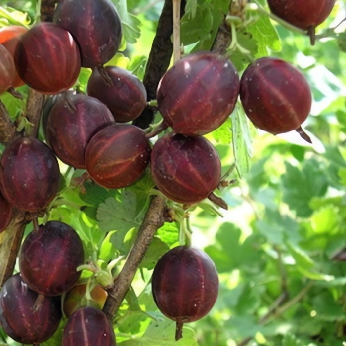 Крыжовник сорта