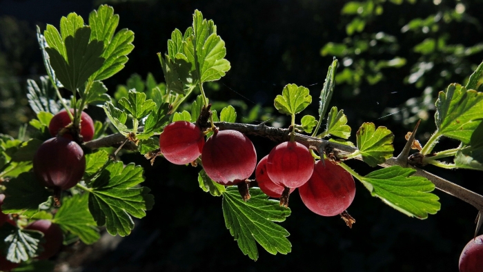 Крыжовник (ribes grossularia &#96;командор&#96;)