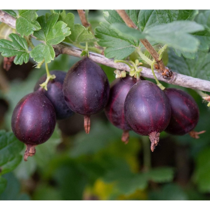 Крыжовник сорт «арлекин»