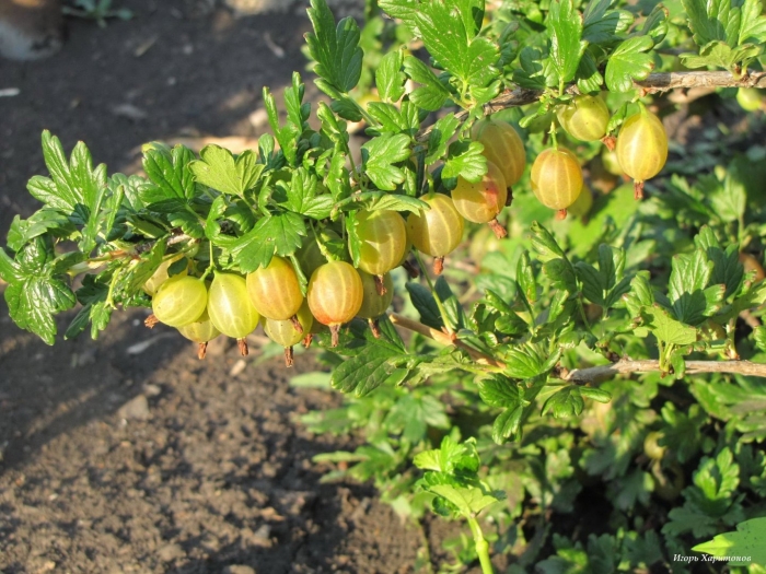 Крыжовник русский желтый