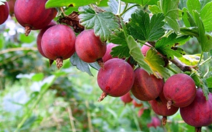 Крыжовник орфей