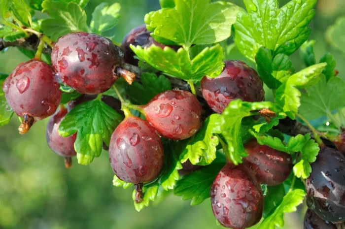 Крыжовник хиннонмаки ред