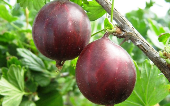 Сорта крыжовника