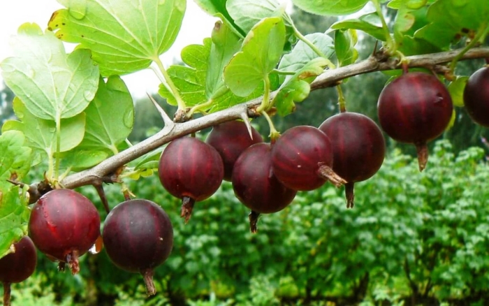 Крыжовник сириус