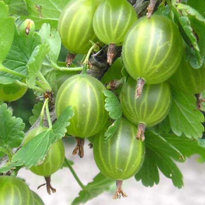 Крыжовник уральский изумруд