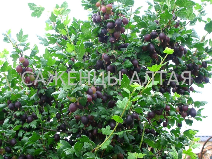 Крыжовник черносливовый