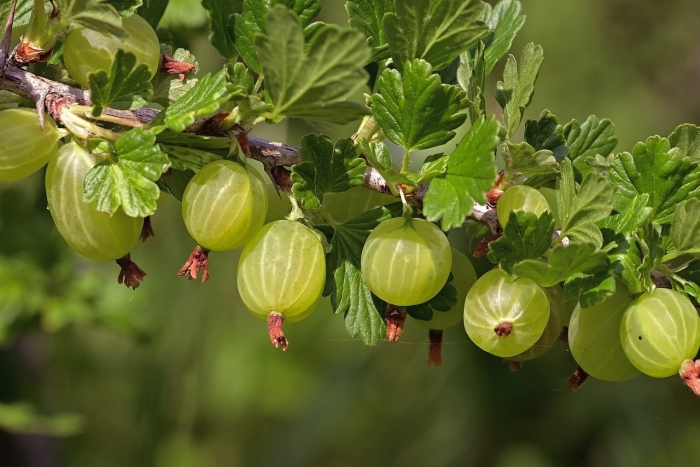 Крыжовник белый триумф