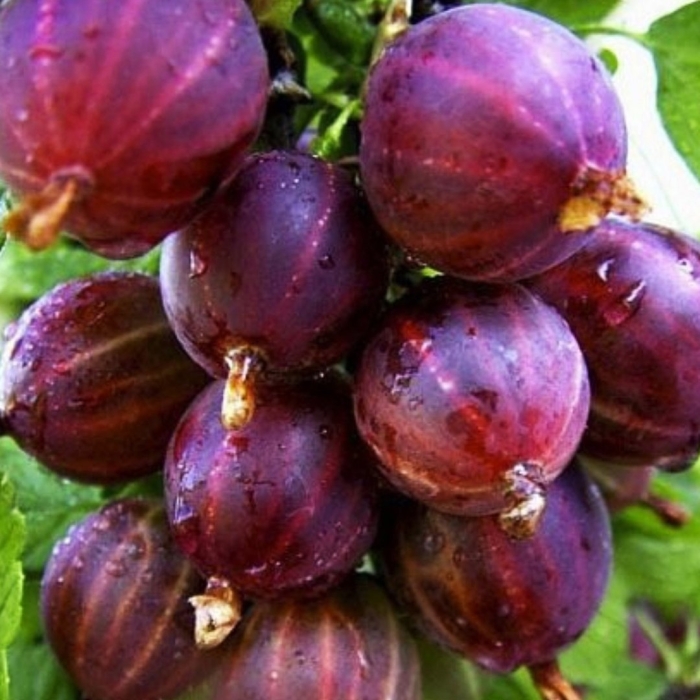 Крыжовник бесшипный консул