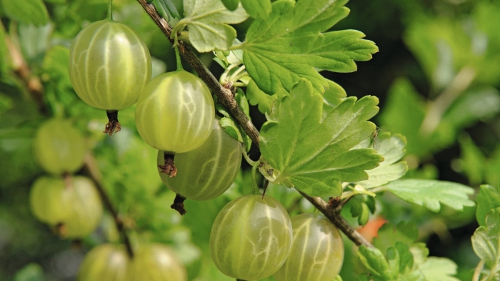 Крыжовник балтийский