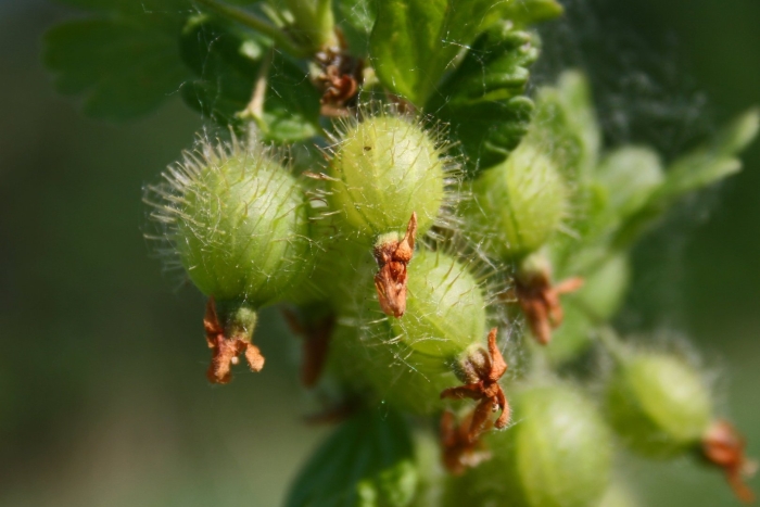 Плод крыжовника
