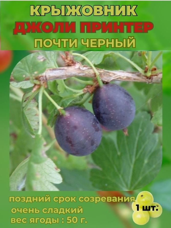 Крыжовник сорт «черный негус»