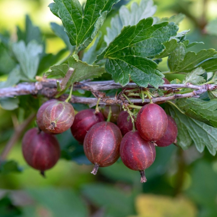 Крыжовник конфетный