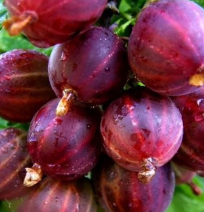 Крыжовник ленинградский великан