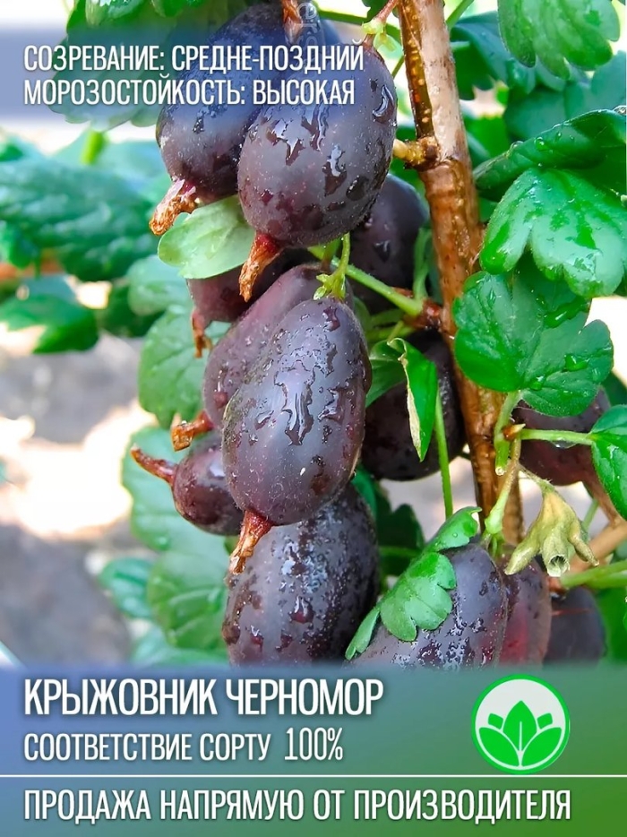 Крыжовник обыкновенный черномор