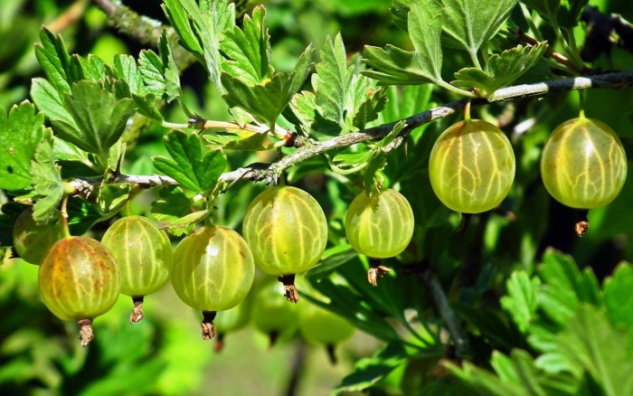 Крыжовник куст