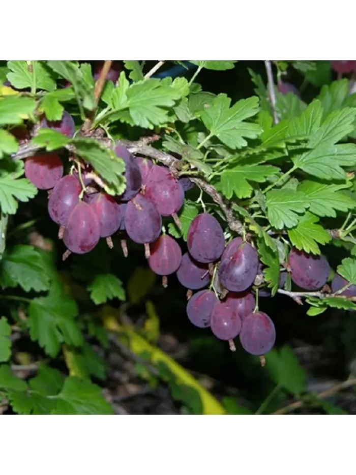 Крыжовник грушенька