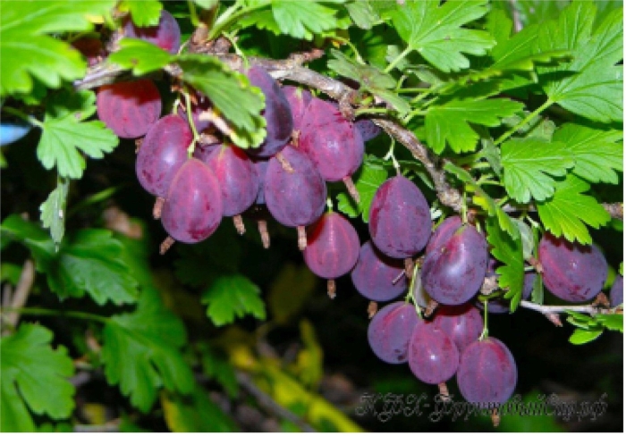 Крыжовник сорт грушенька