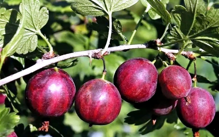 Крыжовник колобок