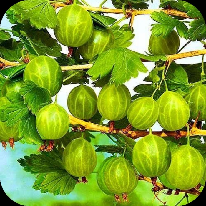 Крыжовник пушкинский