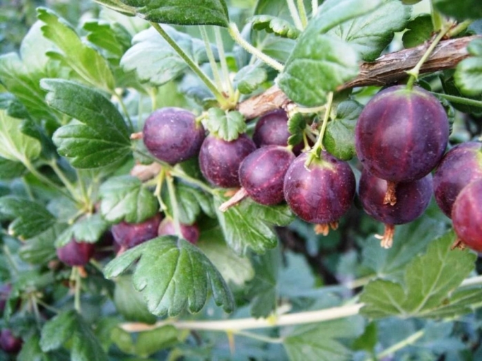 Крыжовник черный негус