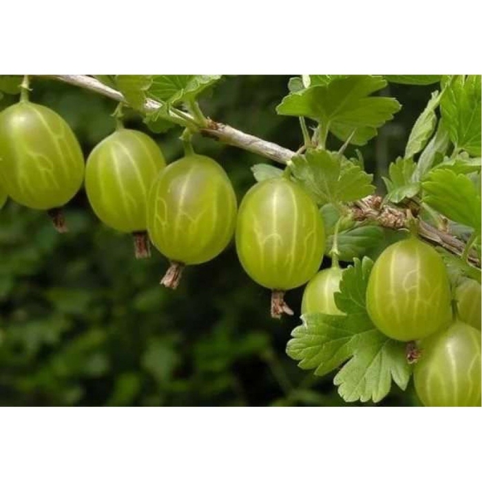 Крыжовник обыкновенный